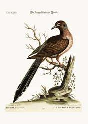 The Long-Tailed Dove, 1749-73